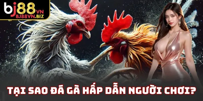 Tại sao đá gà hấp dẫn người chơi?